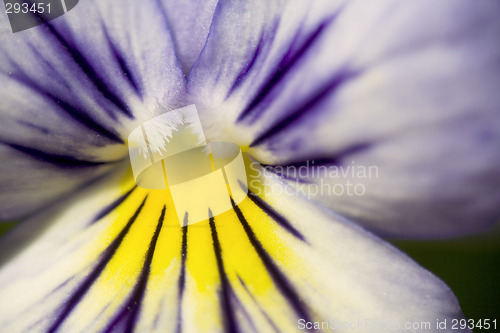 Image of Blue and Yellow Pansy