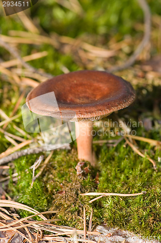 Image of Mushroom