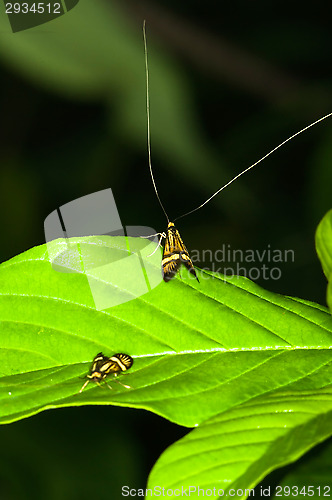 Image of Nemophora degeerella