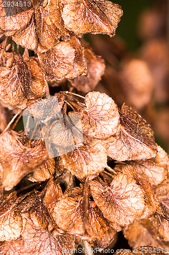 Image of Leafs