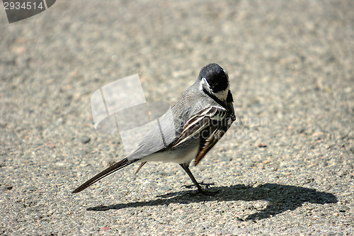 Image of Motacilla alba