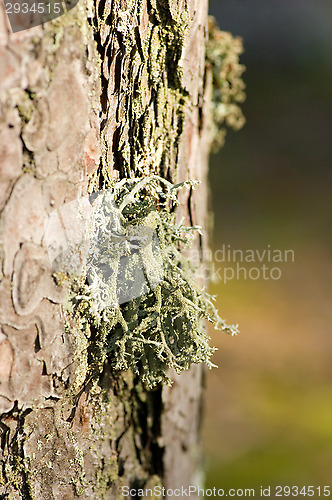 Image of Lichen