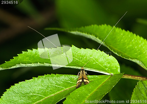 Image of Butterfly