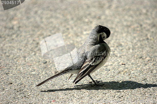 Image of Motacilla alba