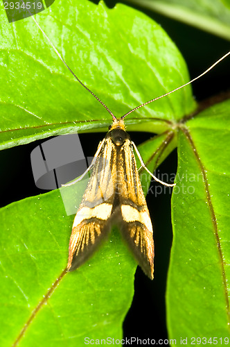 Image of Butterfly