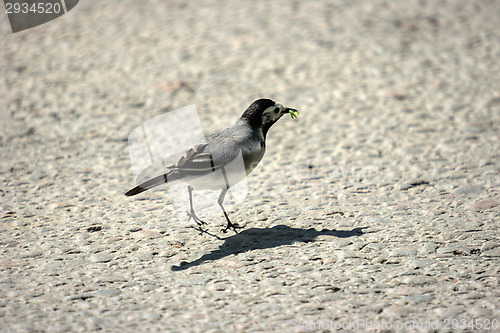 Image of Motacilla alba