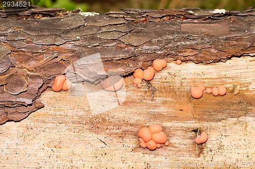 Image of Lycogala epidendrum