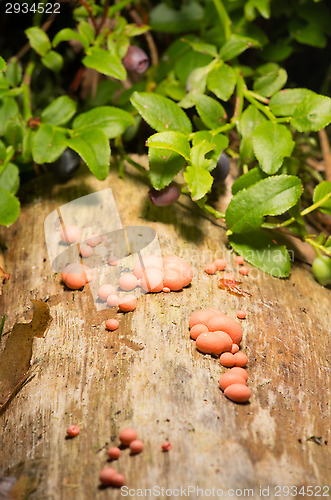 Image of Lycogala epidendrum