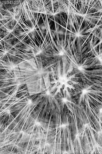 Image of Pollen