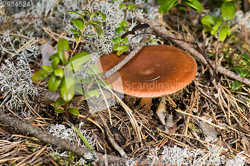 Image of Mushroom