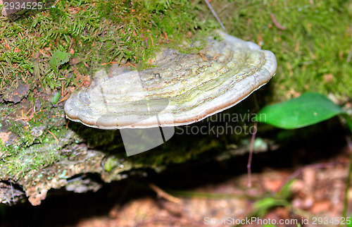 Image of Polypore