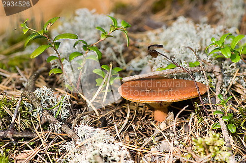Image of Mushroom