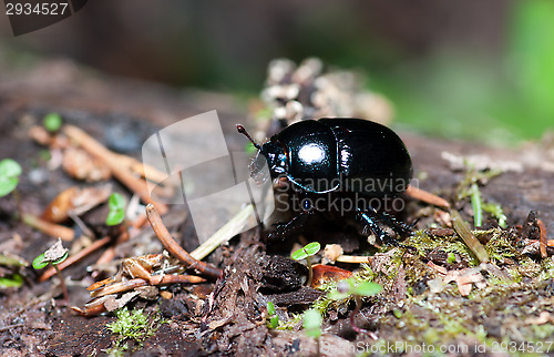 Image of Beetle