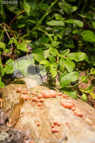 Image of Lycogala epidendrum