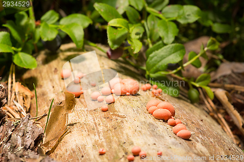 Image of Mushrooms