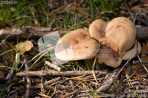 Image of Mushrooms