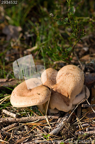 Image of Mushrooms