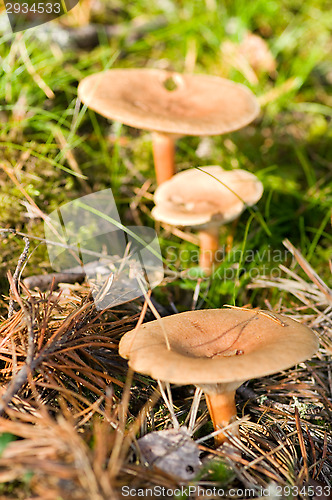 Image of Mushrooms
