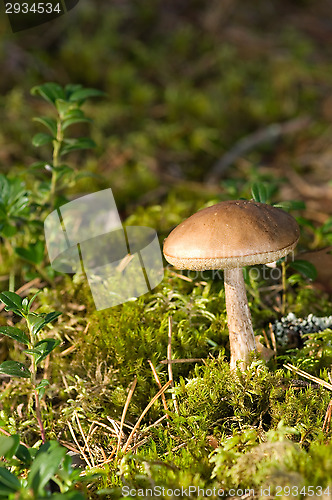 Image of Mushroom