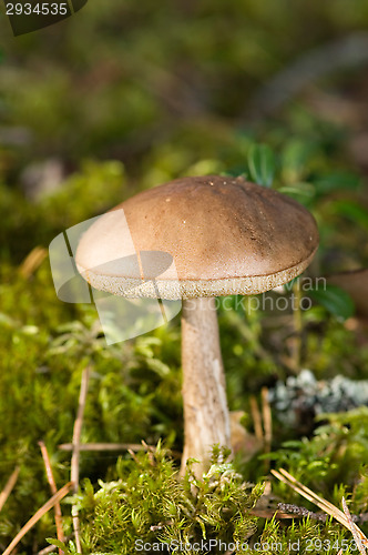 Image of Mushroom