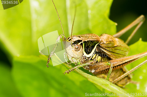 Image of Grasshopper