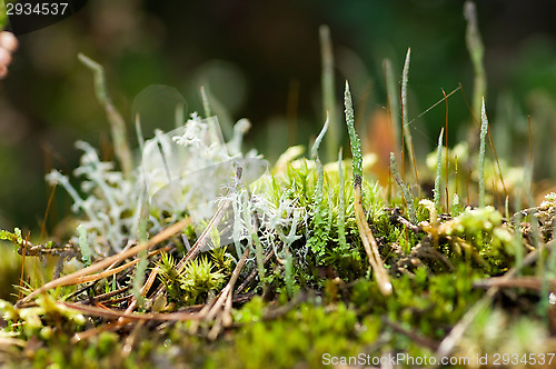 Image of Lichen and moss