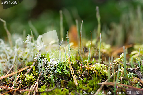 Image of Lichen and moss