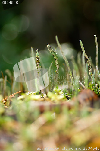 Image of Lichen and moss