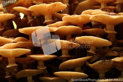 Image of Honey fungus.