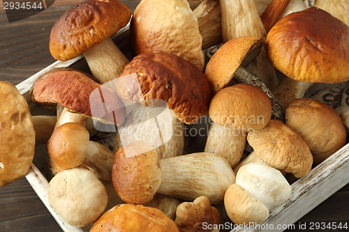 Image of Porcini mushrooms