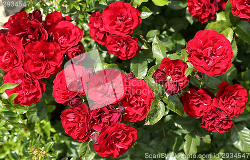 Image of Red roses.