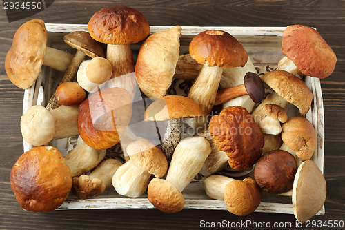 Image of Porcini mushrooms