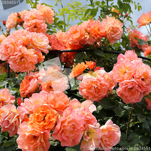 Image of Roses