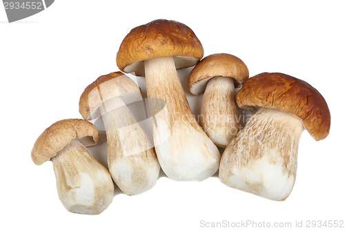 Image of Porcini mushrooms