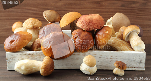 Image of Porcini mushrooms