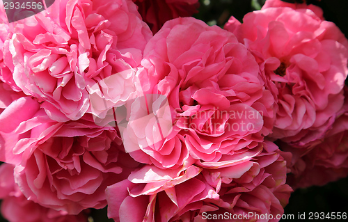 Image of Pink roses.