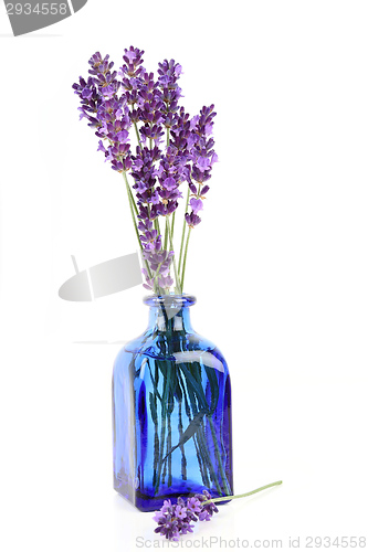 Image of Lavender