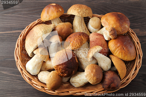 Image of Porcini mushrooms