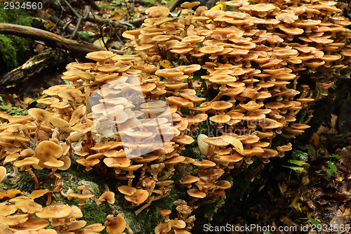 Image of Honey fungus.