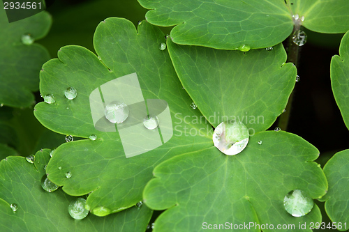 Image of Drops of water.