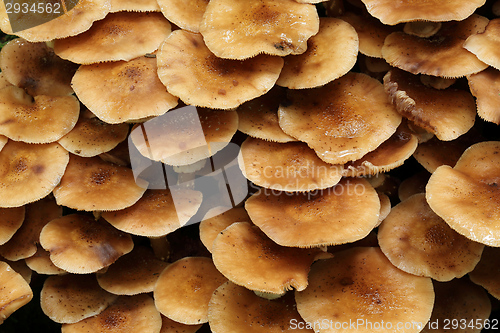 Image of Honey fungus.