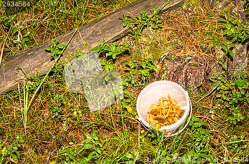 Image of Cantharellus lutescens