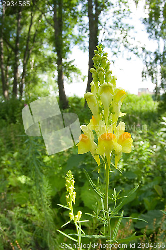 Image of Blossoms