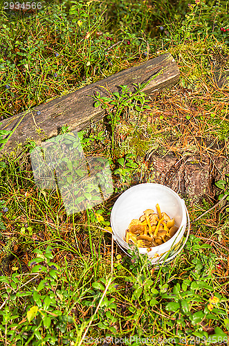 Image of Cantharellus lutescens