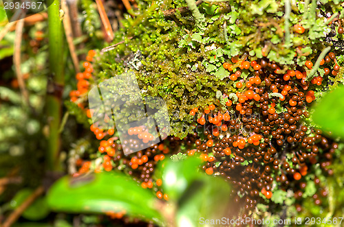 Image of Mushrooms