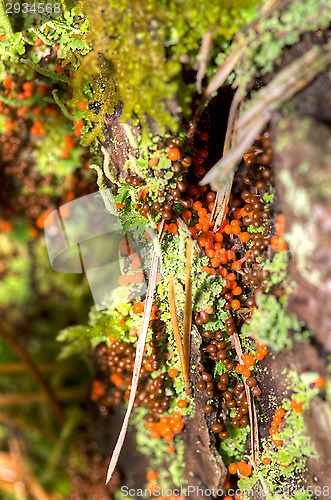 Image of Mushrooms