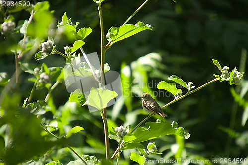 Image of Little bird