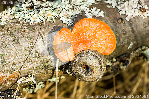 Image of Polypore