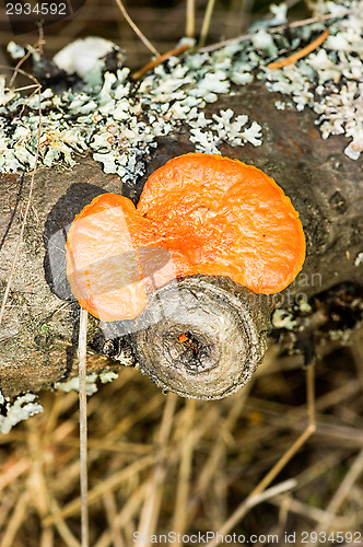 Image of Polypore