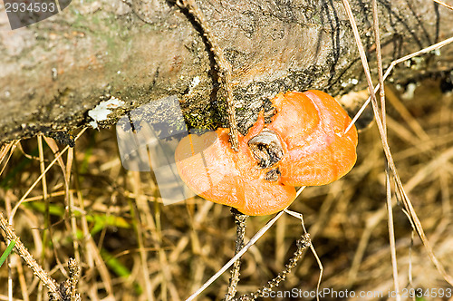 Image of Polypore